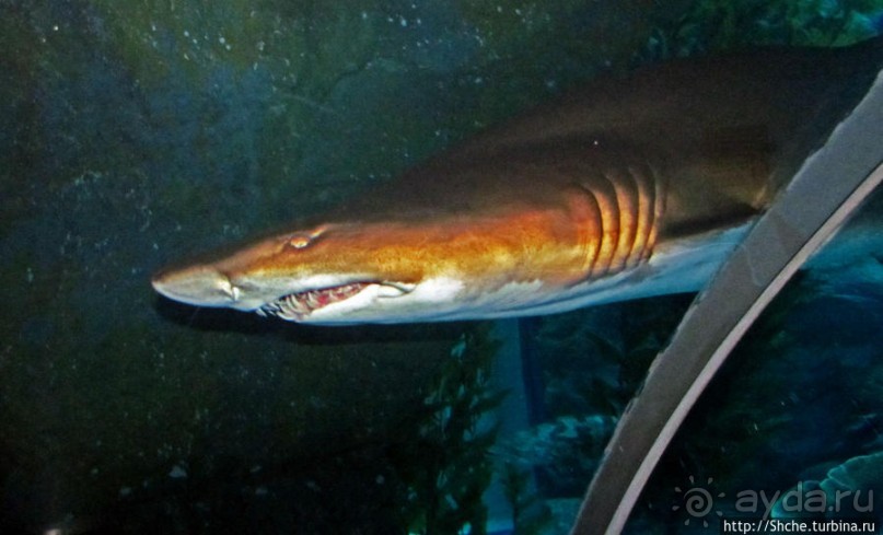 Посчитаем зубы у акулы