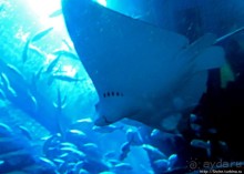 Альбом отзыва "Посчитаем зубы у акулы"