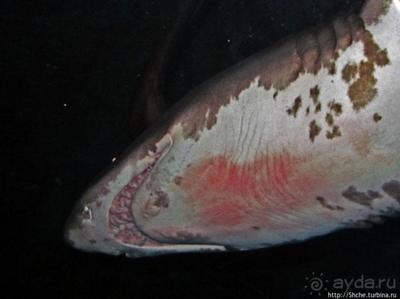 Посчитаем зубы у акулы