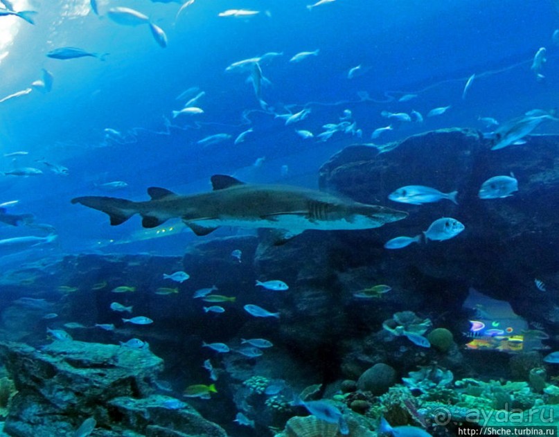 Альбом отзыва "Посчитаем зубы у акулы"