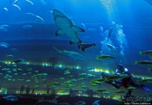 Посчитаем зубы у акулы