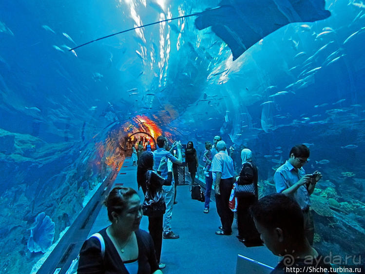 Посчитаем зубы у акулы