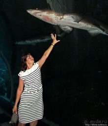 Посчитаем зубы у акулы