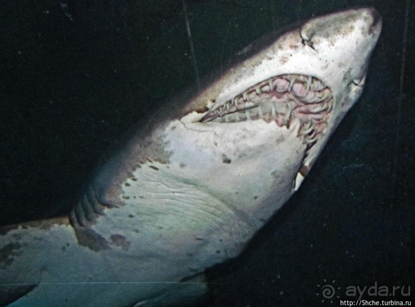 Посчитаем зубы у акулы