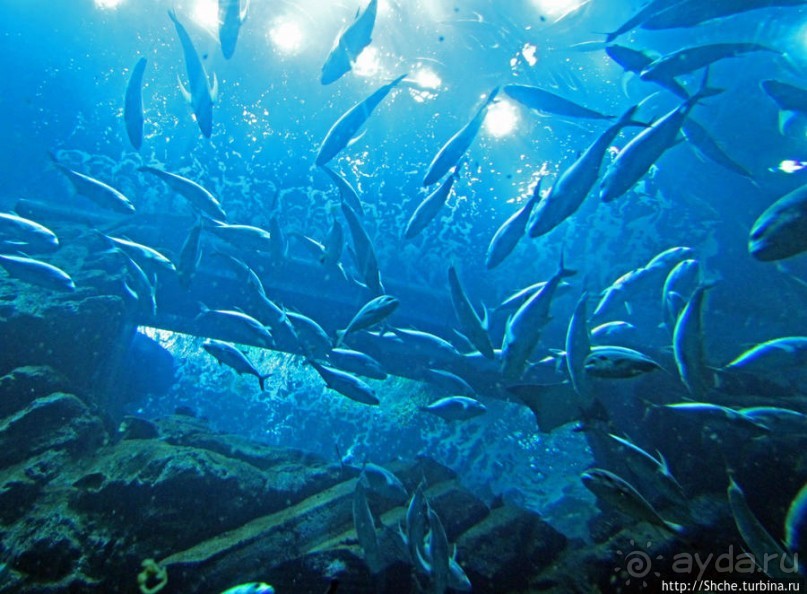 Альбом отзыва "Посчитаем зубы у акулы"