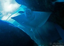 Посчитаем зубы у акулы