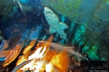 Посчитаем зубы у акулы