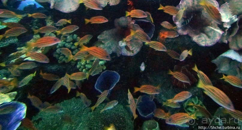 Посчитаем зубы у акулы