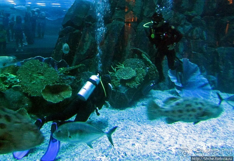 Альбом отзыва "Посчитаем зубы у акулы"