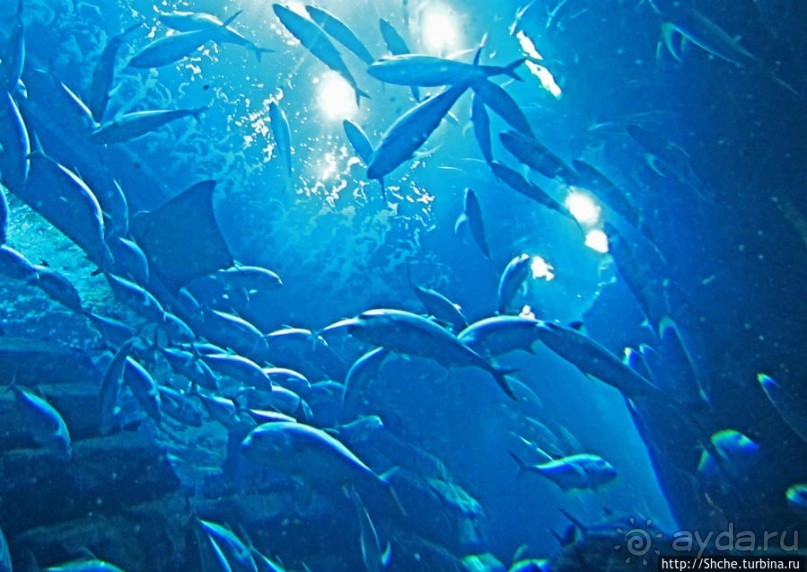 Посчитаем зубы у акулы