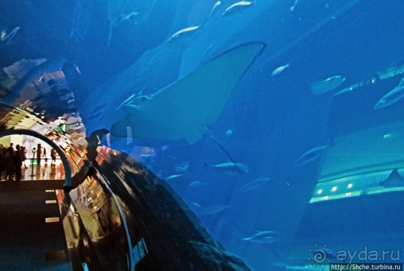 Посчитаем зубы у акулы