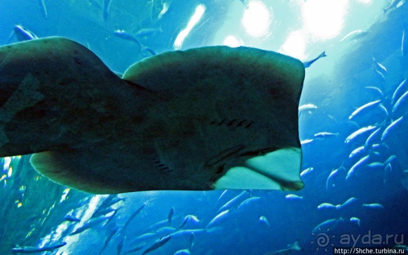 Альбом отзыва "Посчитаем зубы у акулы"