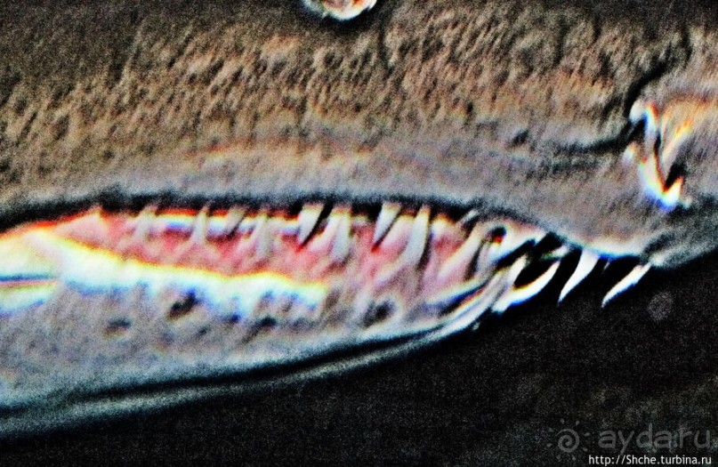 Посчитаем зубы у акулы