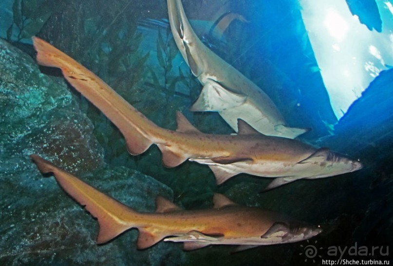 Альбом отзыва "Посчитаем зубы у акулы"