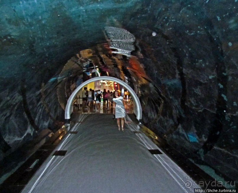 Посчитаем зубы у акулы