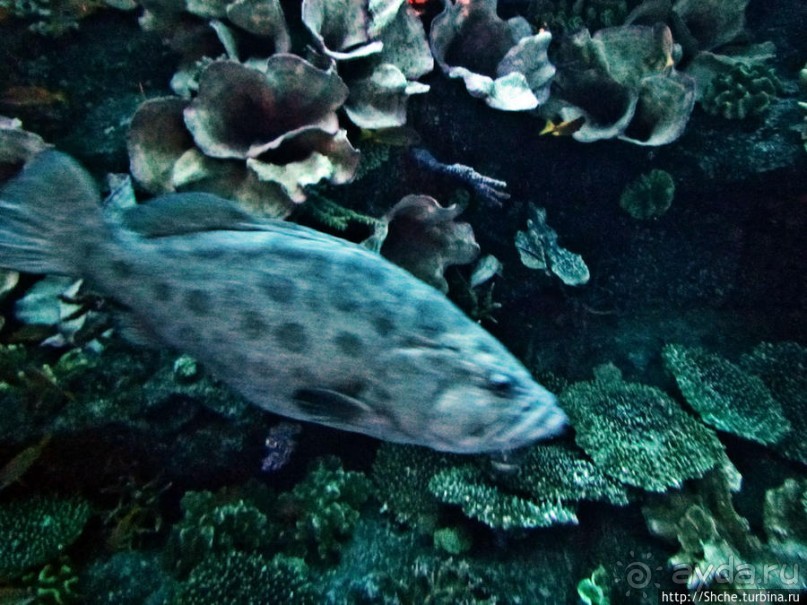 Посчитаем зубы у акулы