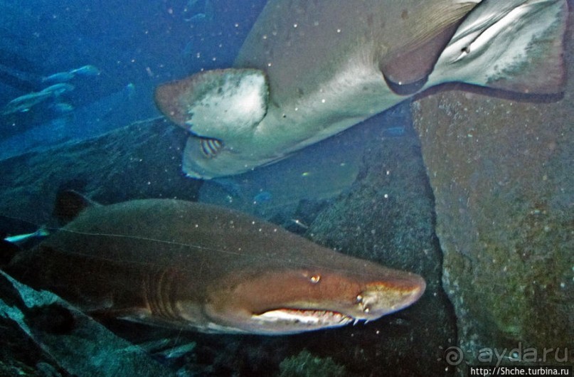 Посчитаем зубы у акулы