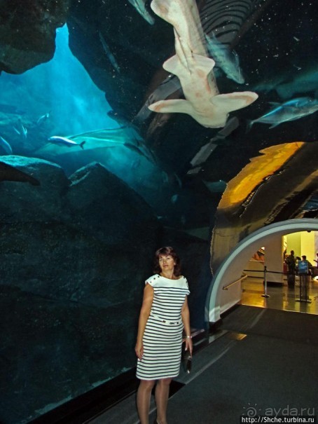 Посчитаем зубы у акулы