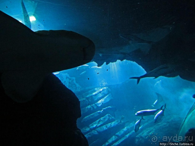 Посчитаем зубы у акулы