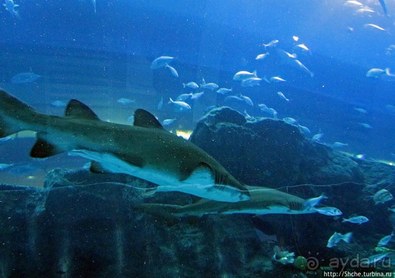 Посчитаем зубы у акулы