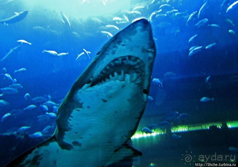 Посчитаем зубы у акулы