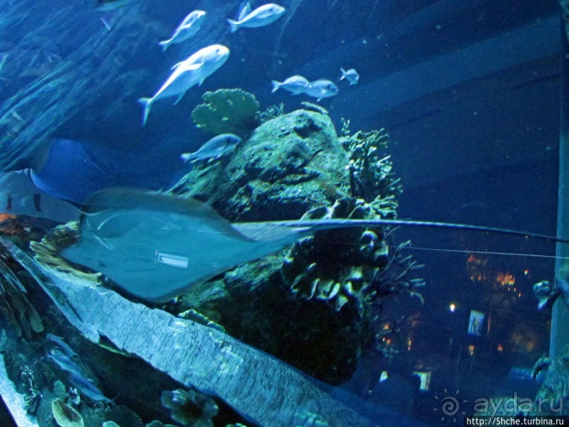 Посчитаем зубы у акулы