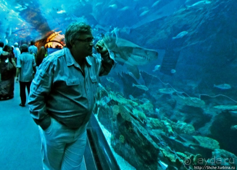 Альбом отзыва "Посчитаем зубы у акулы"