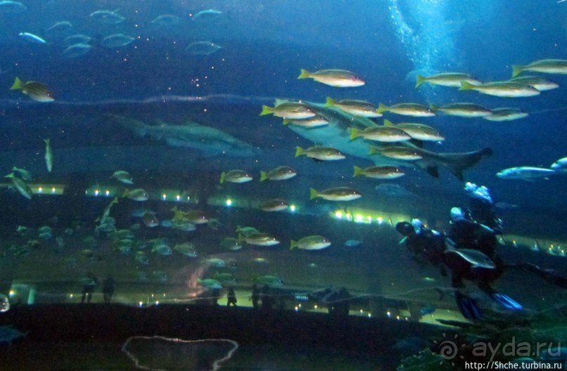 Альбом отзыва "Посчитаем зубы у акулы"