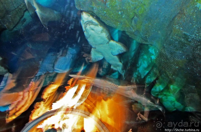 Альбом отзыва "Посчитаем зубы у акулы"