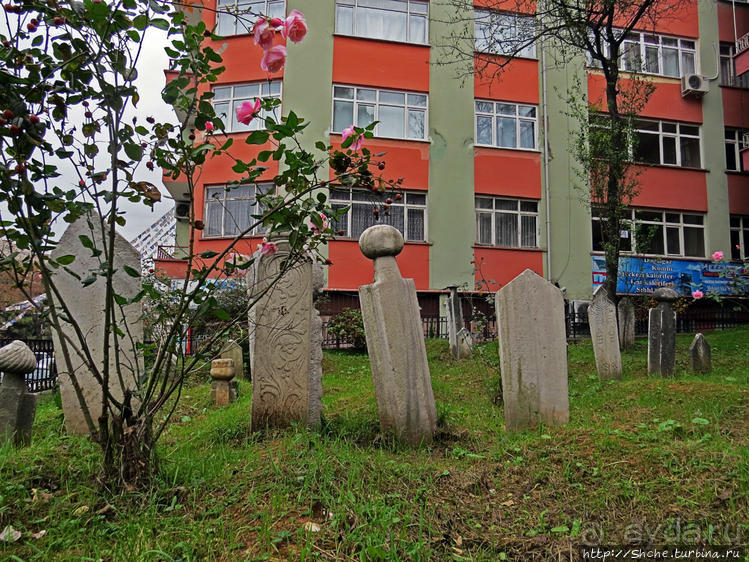 Трабзон черноморский