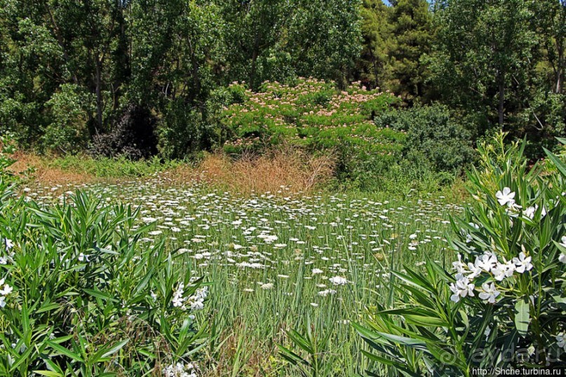 Греческие картинки — сосны да оливки (обычный фотоальбом)