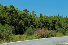 Греческие картинки — сосны да оливки (обычный фотоальбом)