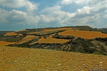 Греческие картинки — сосны да оливки (обычный фотоальбом)