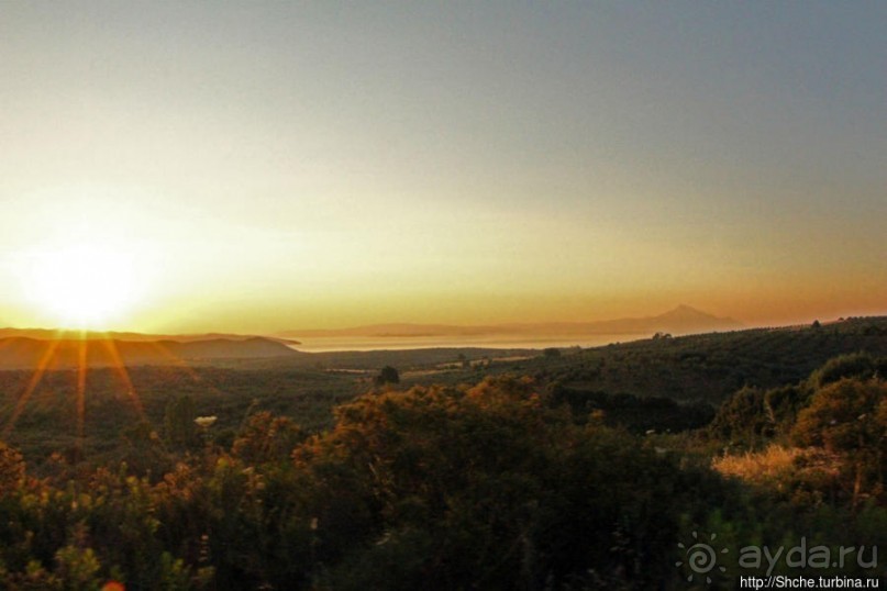 Греческие картинки — сосны да оливки (обычный фотоальбом)