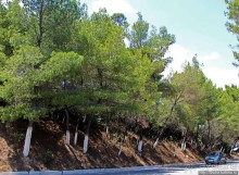 Греческие картинки — сосны да оливки (обычный фотоальбом)