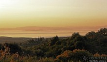 Греческие картинки — сосны да оливки (обычный фотоальбом)