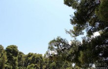 Греческие картинки — сосны да оливки (обычный фотоальбом)