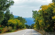 Греческие картинки — сосны да оливки (обычный фотоальбом)