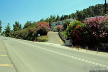 Греческие картинки — сосны да оливки (обычный фотоальбом)