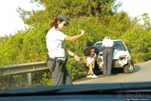 Греческие картинки — сосны да оливки (обычный фотоальбом)