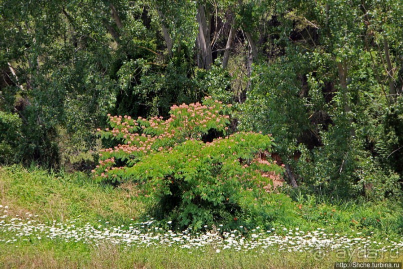 Греческие картинки — сосны да оливки (обычный фотоальбом)