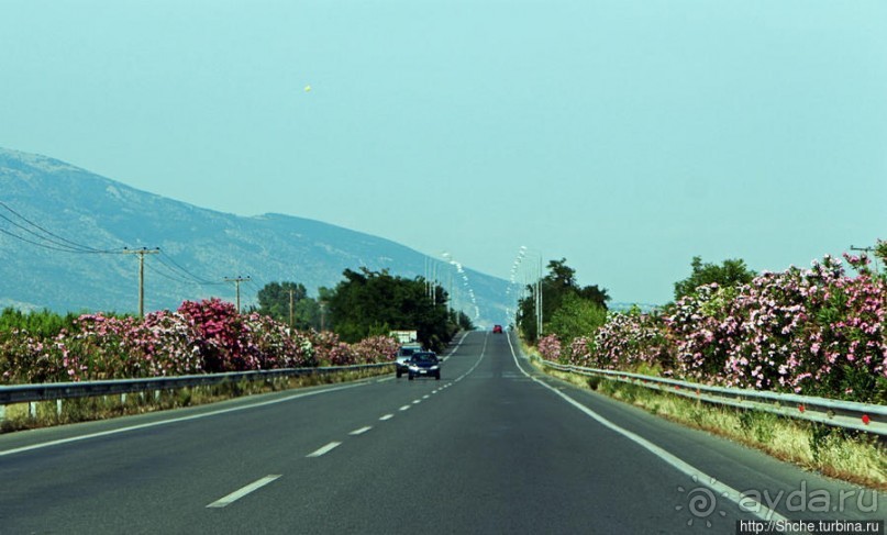 Греческие картинки — сосны да оливки (обычный фотоальбом)