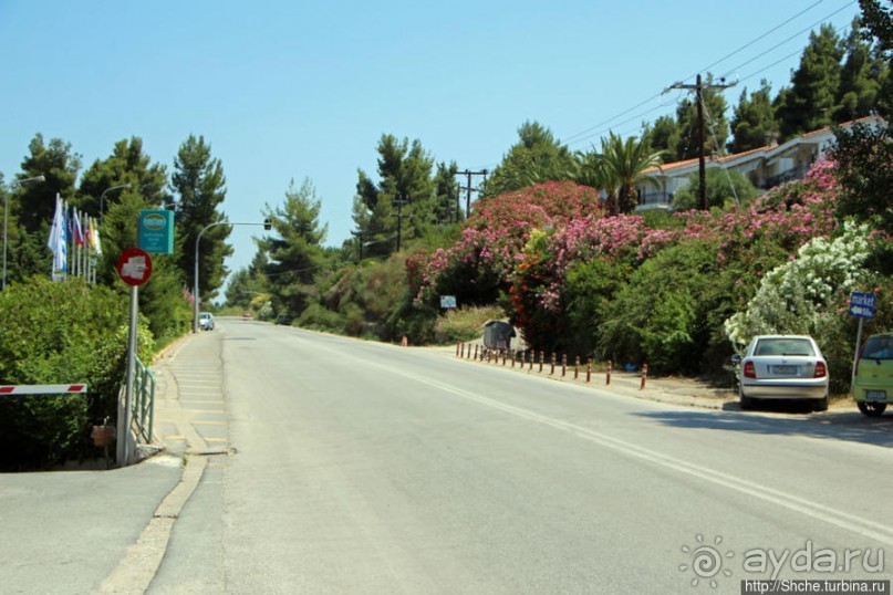Греческие картинки — сосны да оливки (обычный фотоальбом)