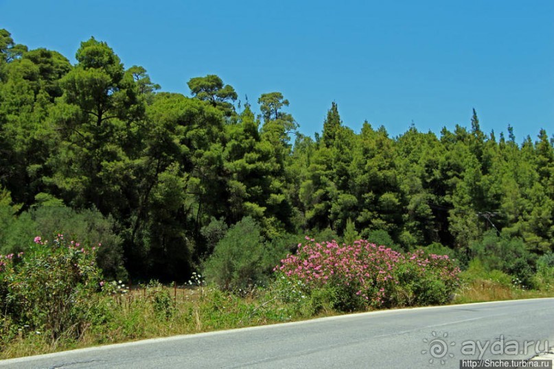 Греческие картинки — сосны да оливки (обычный фотоальбом)