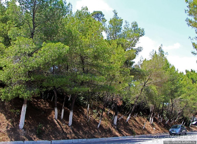 Греческие картинки — сосны да оливки (обычный фотоальбом)