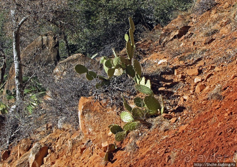 Погружение в каньон Зион. Zion Canyon Scenic Drive