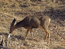 Погружение в каньон Зион. Zion Canyon Scenic Drive
