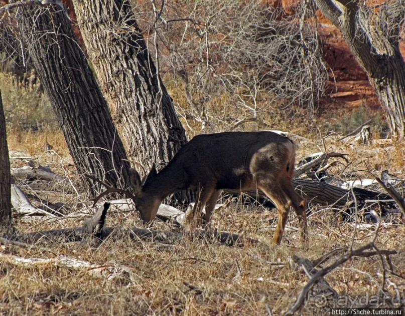 Погружение в каньон Зион. Zion Canyon Scenic Drive