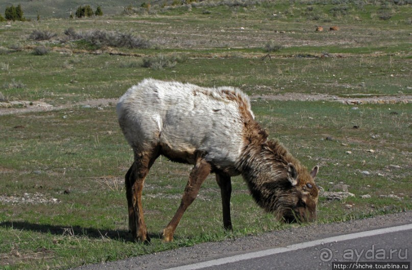 Лоси-олени на Мамонтовых горячих источниках