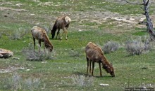 Лоси-олени на Мамонтовых горячих источниках